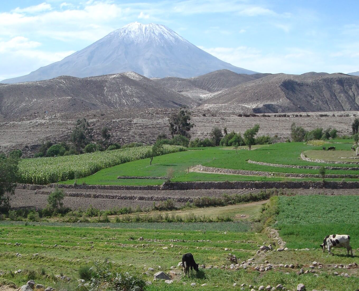 Cultivos en la campiña de Arequipa