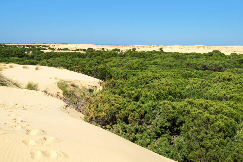 Dunas en Doñana