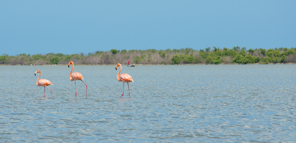 Grupo de flamencos