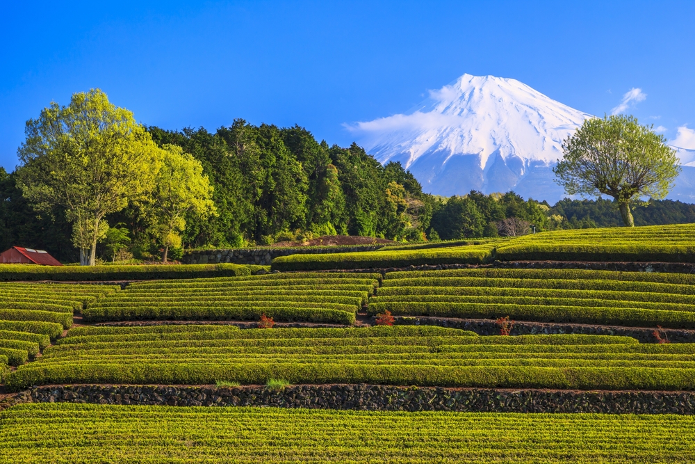 Plantación de té en Japón