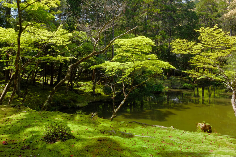 Saihō-ji, uno de los mejores jardines botánicos del mundo