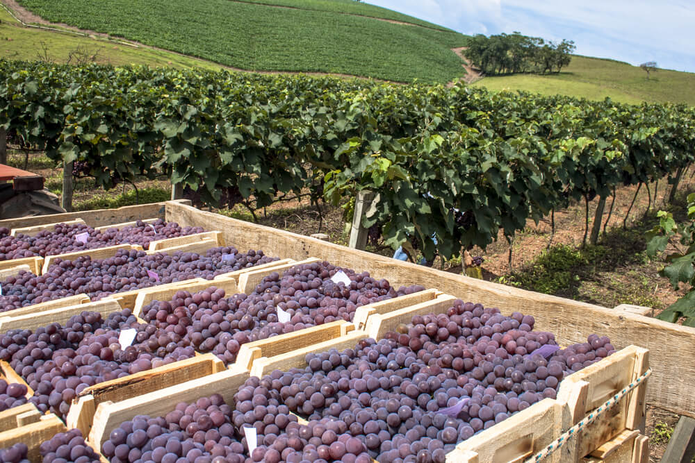 Valle de los Viñedos, destino para amantes del enoturismo
