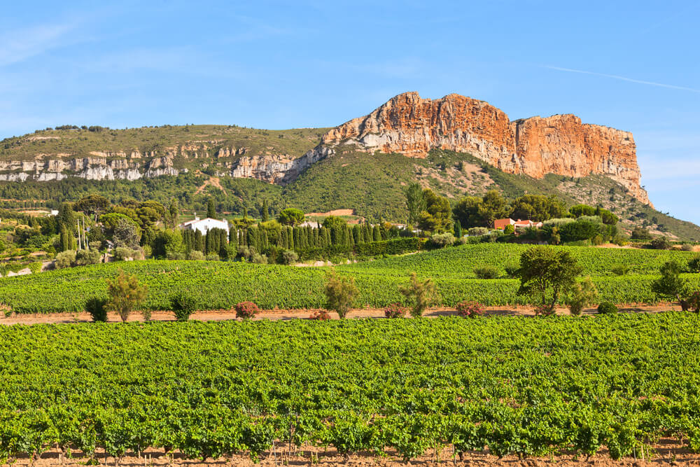Viñedos en Cassis