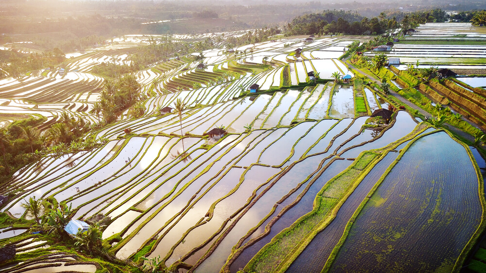 Visa de los arrozales
