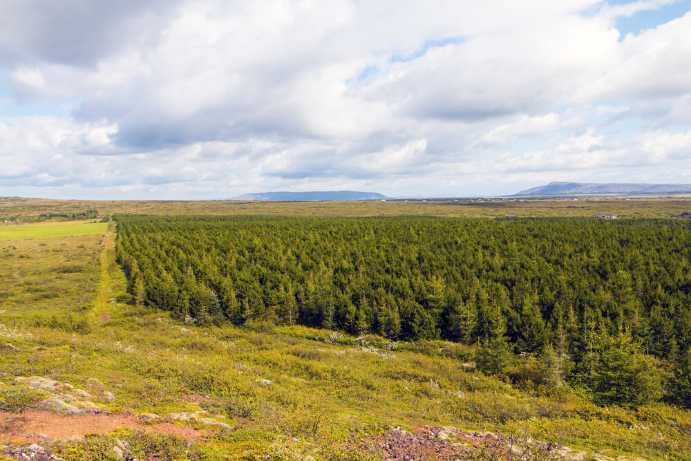 Área de cultivo de árboles para la reforestación de Islandia