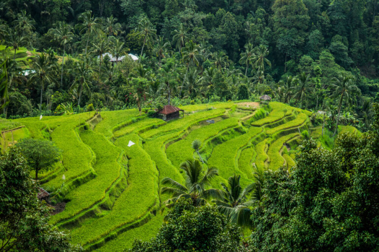 Campos de arroz de Jatiluwih en Indonesia