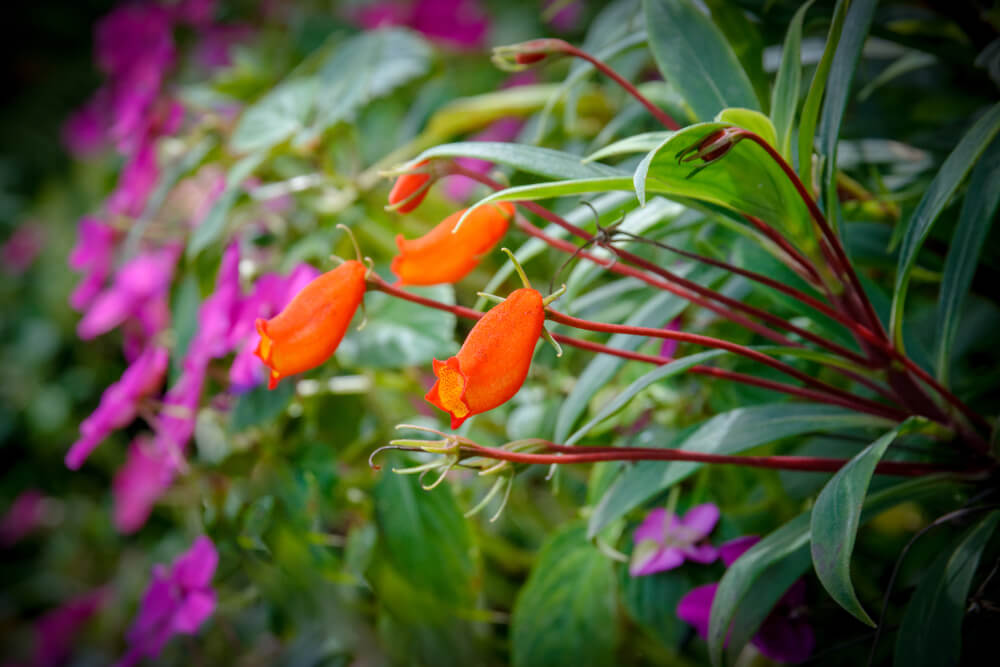 Masdevallia veitchiana