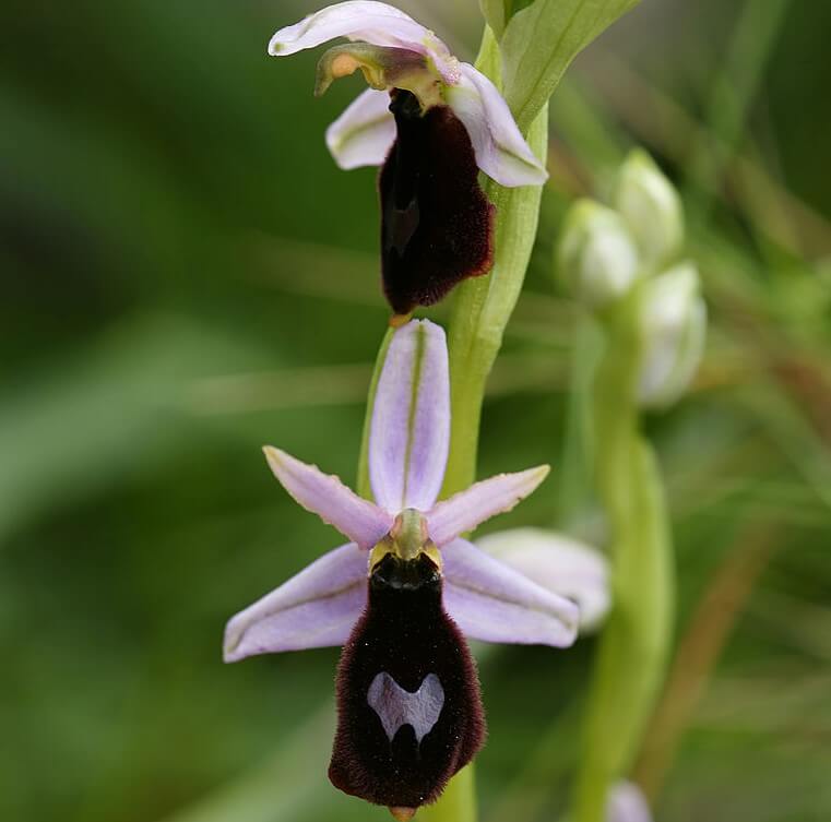 Orquídeas Orphis balearica