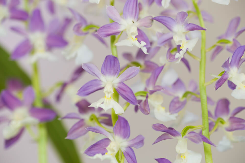 Orquídeas calanthe