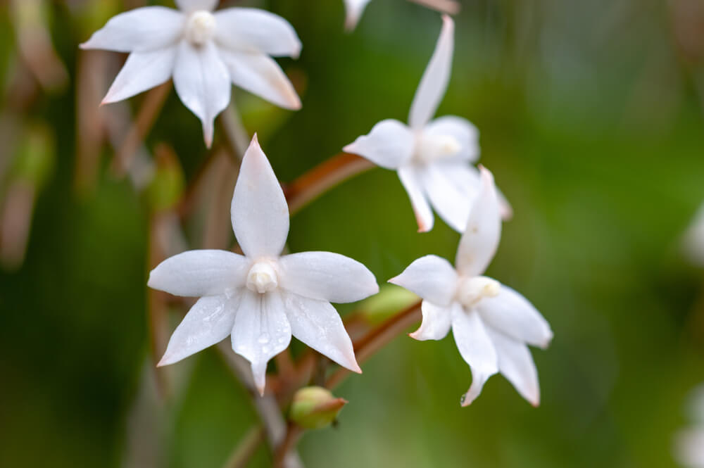 Orquídeas aerangis