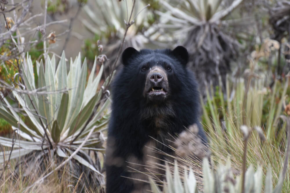 Oso andino