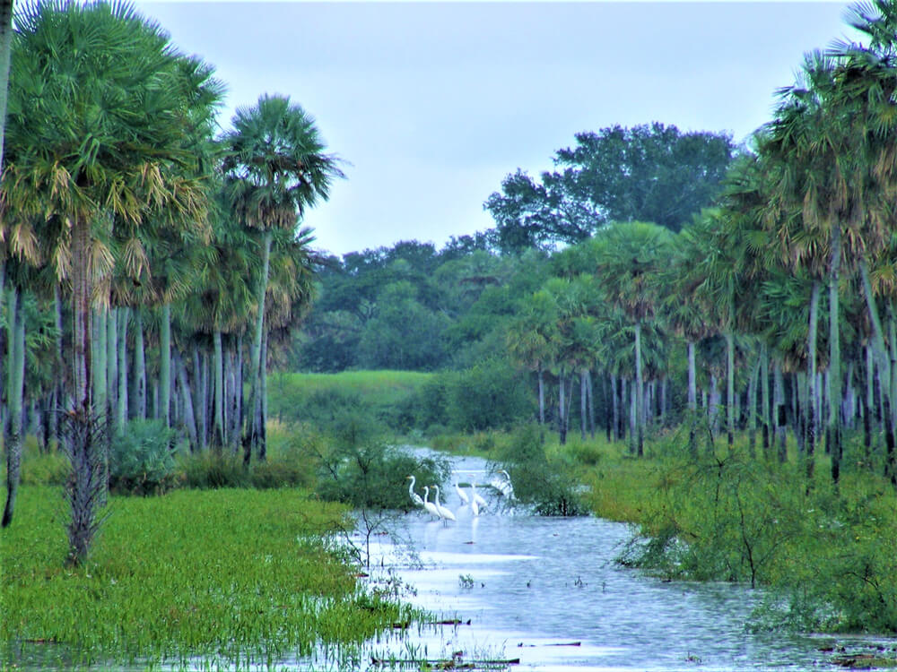 Paisaje del Chaco
