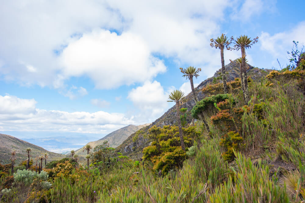 Paisaje en Chingaza