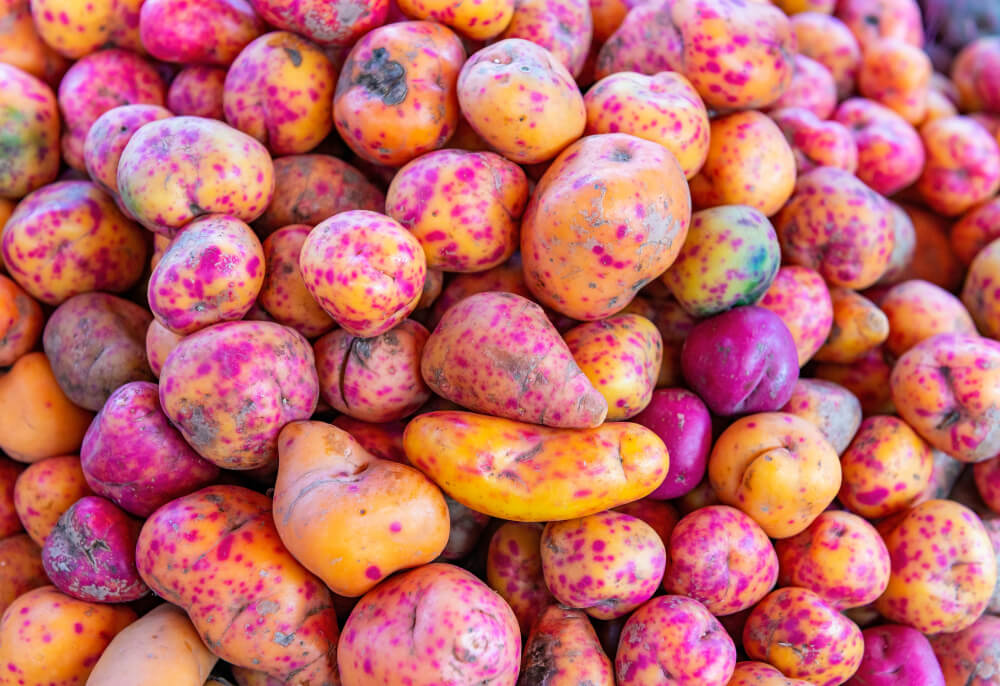 Papa lisa, una de las papas nativas del Perú