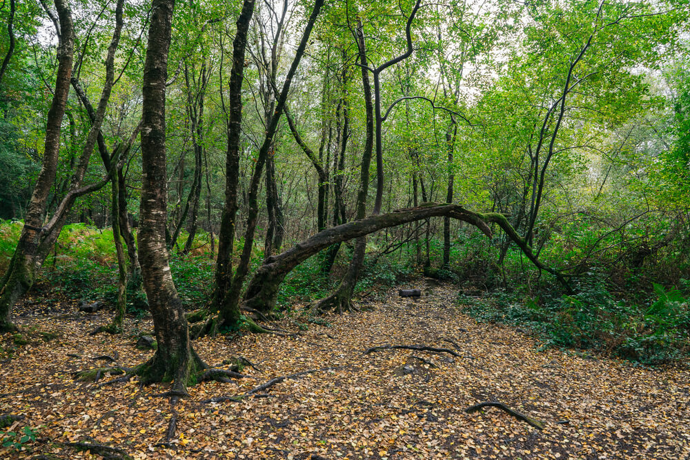 Bosque de Broceliande