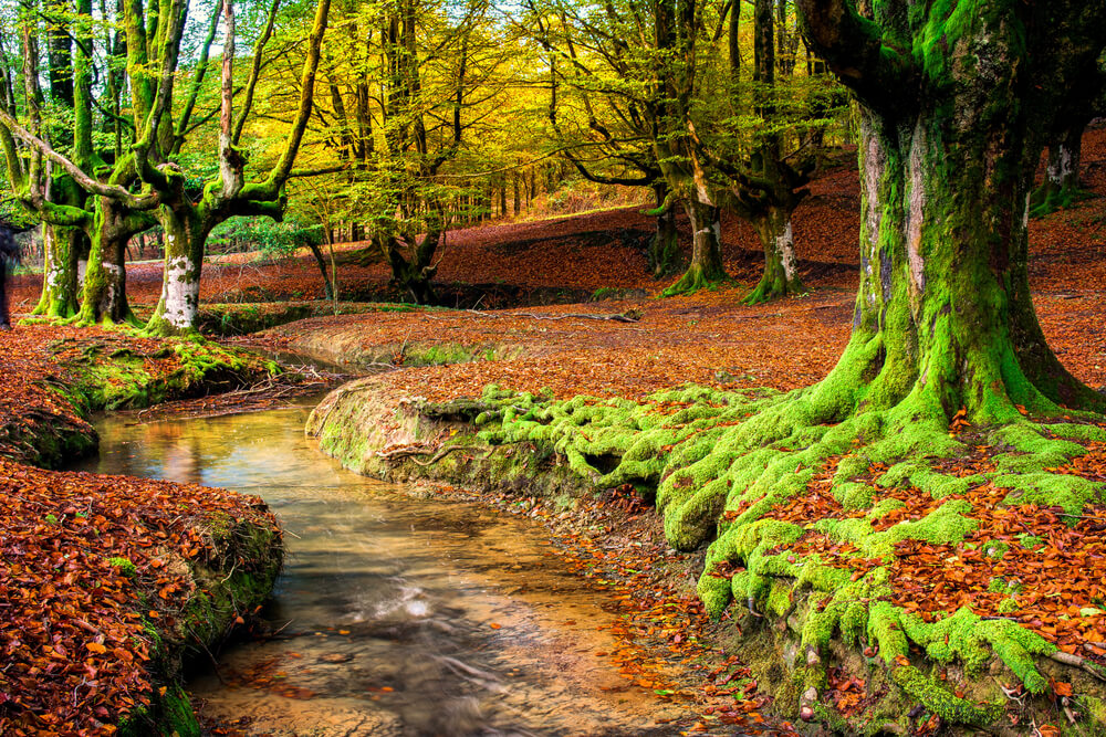 Gorbea, uno de los bosques más espectaculares