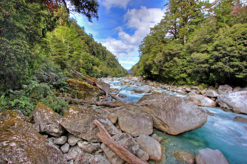 Bosque en Nueva Zelanda