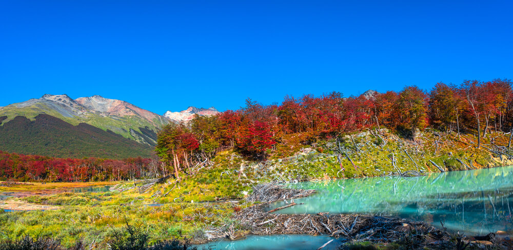 Bosque en la Patagonia