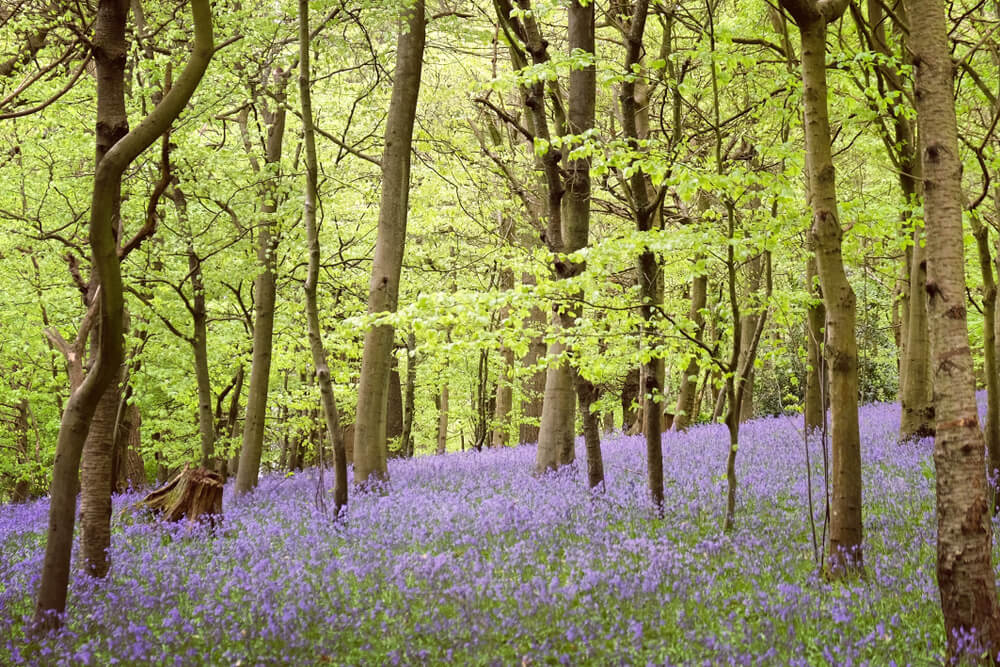 Bosque en Surrey con lavandas