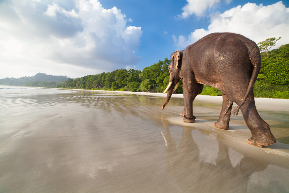 Elefante en la playa