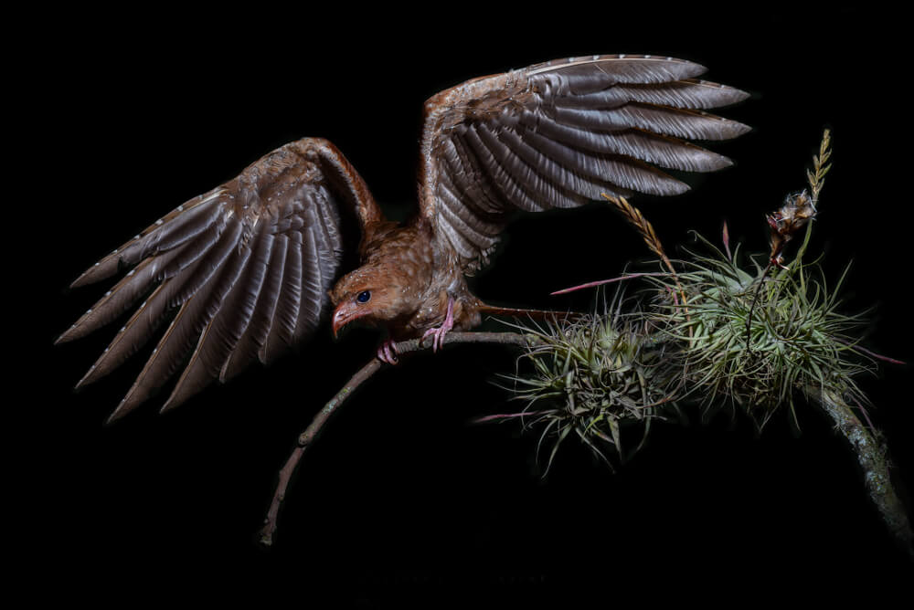 Guácharo a punto de volar