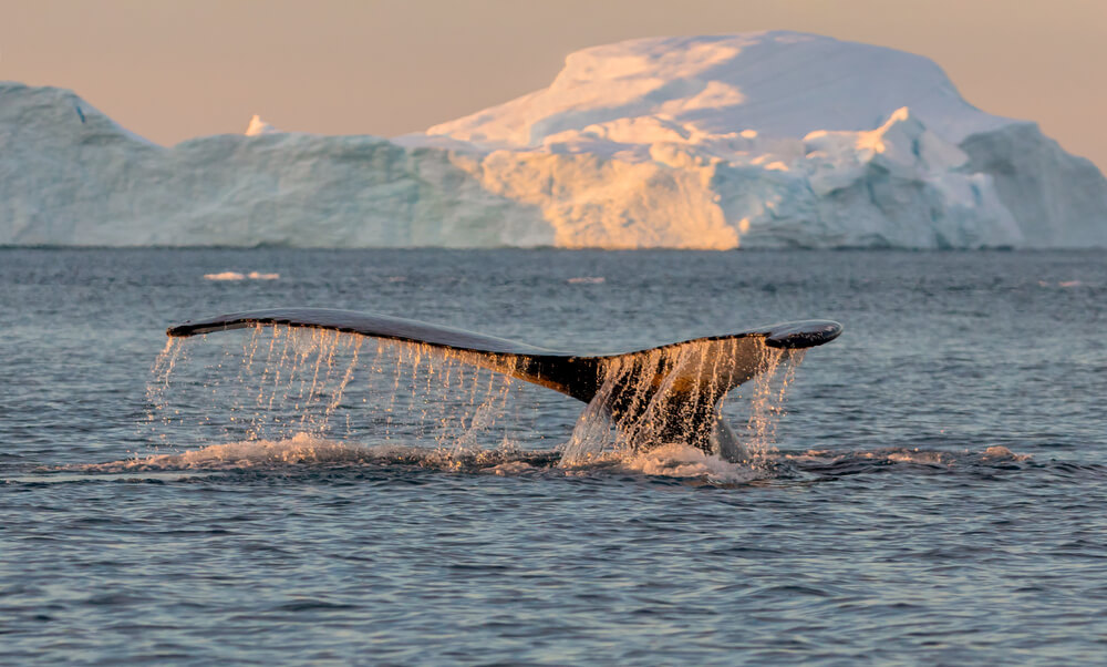 Ballena en la Reserva Glacier Bay