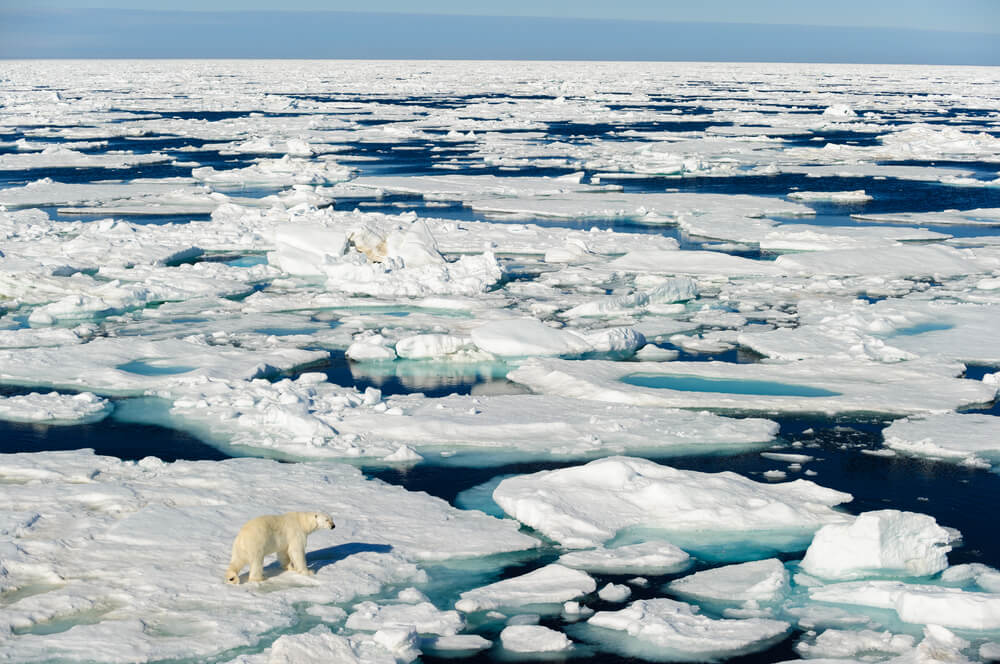 Oso entre hielos derretidos por el cambio climático