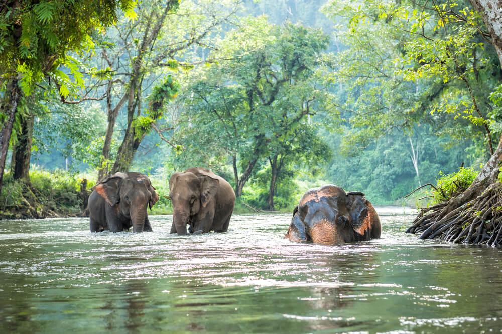 Elefantes en un río