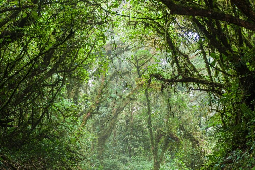 Descubre Los Fabulosos Bosques De Costa Rica - Mi Viaje