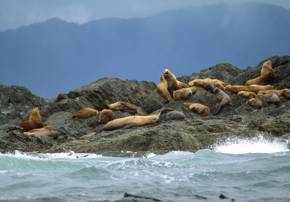 Leones marinos en Clayoquot Sound