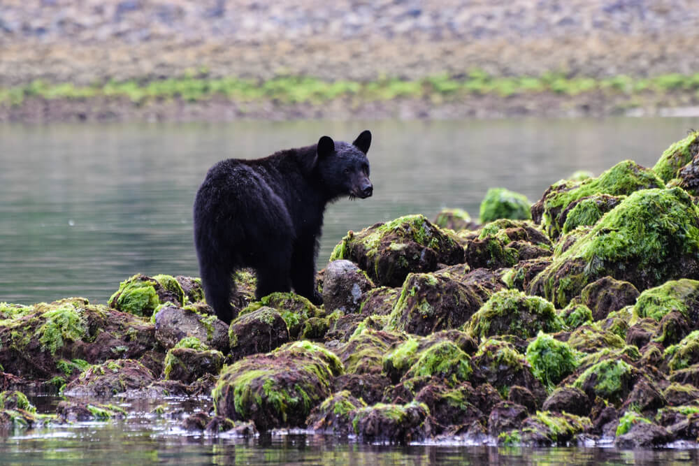 Oso negro