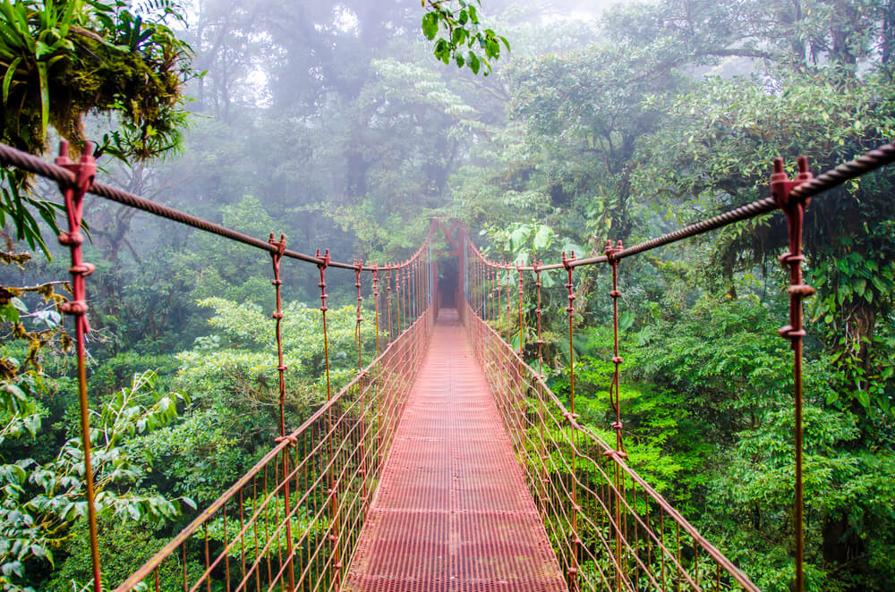 Puente colgante en el bosque Monteverde