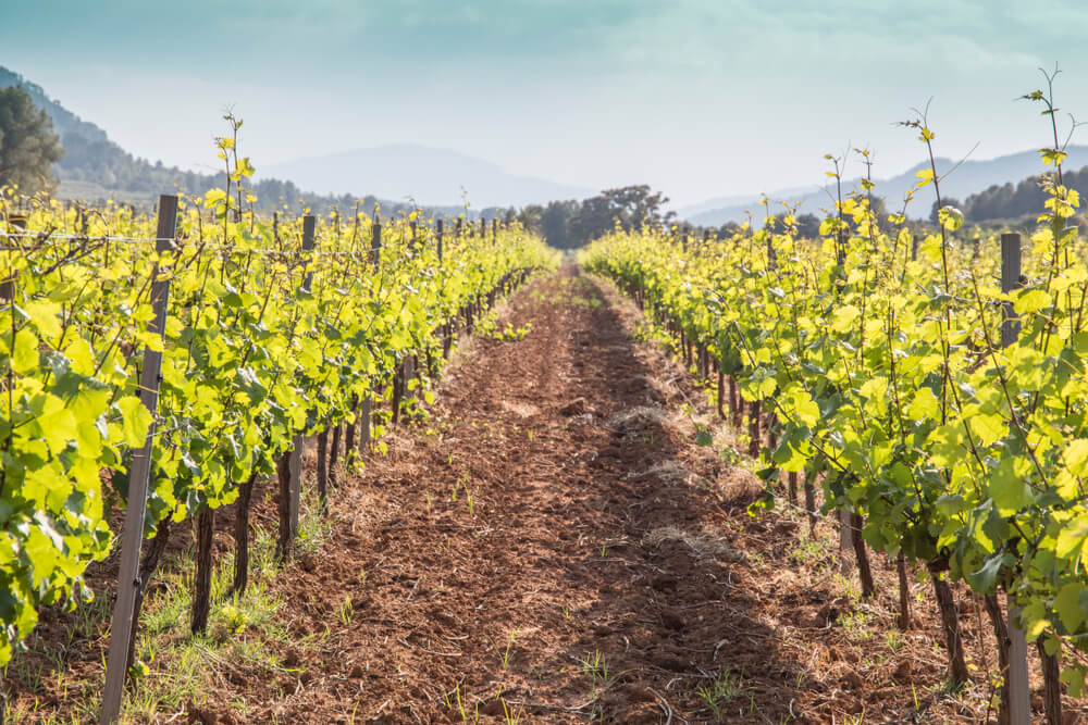 Campo de viñedos