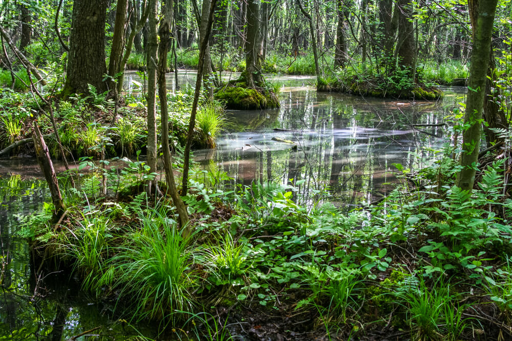 Bosque de Bialowieza