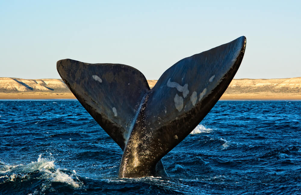 Cola de ballena
