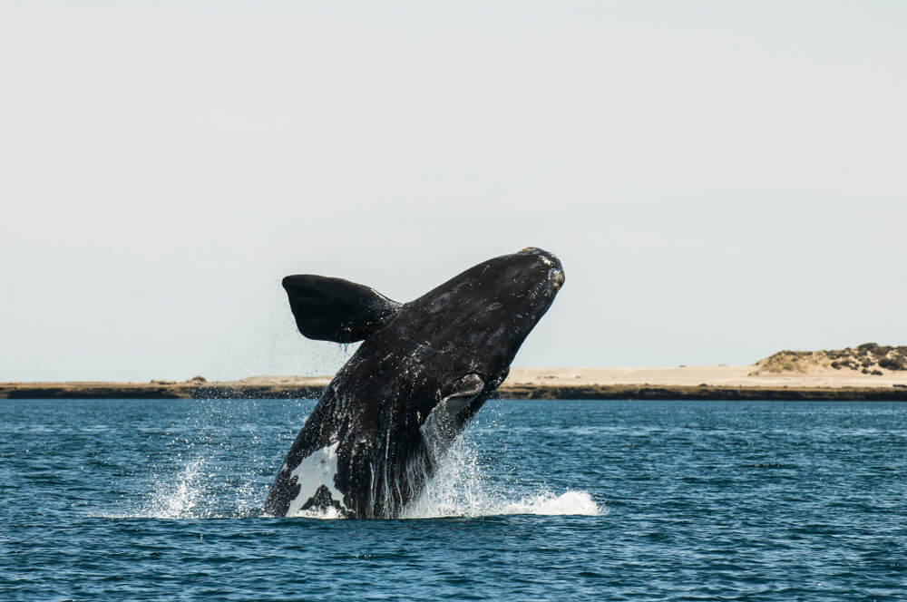 Ballena en península Valdés