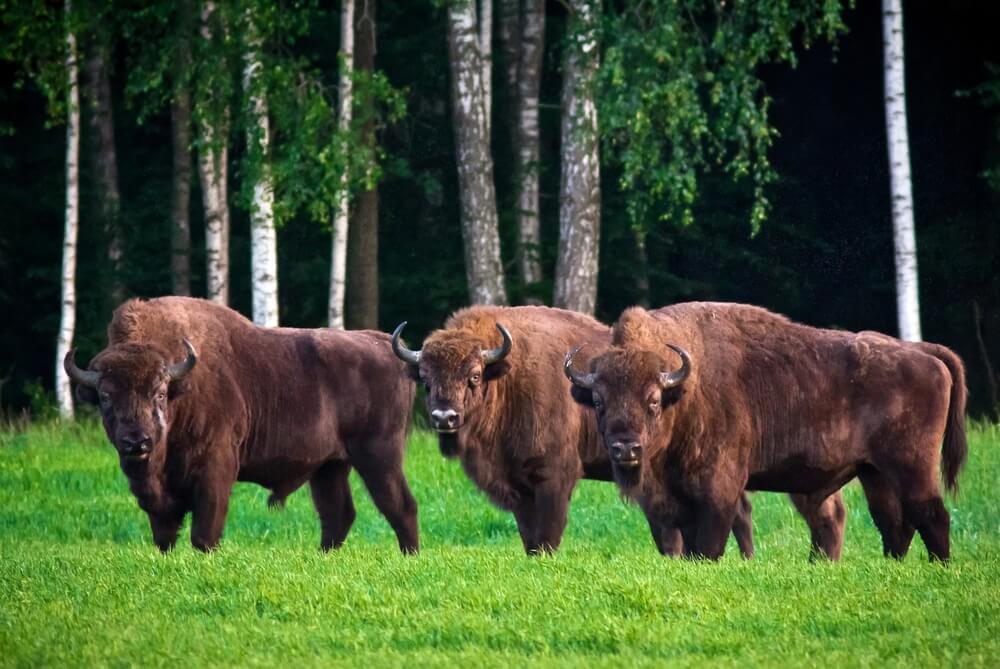 Bisontes en el bosque de Bialowieza