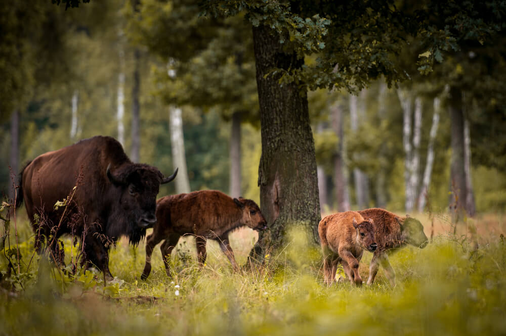 Bisontes