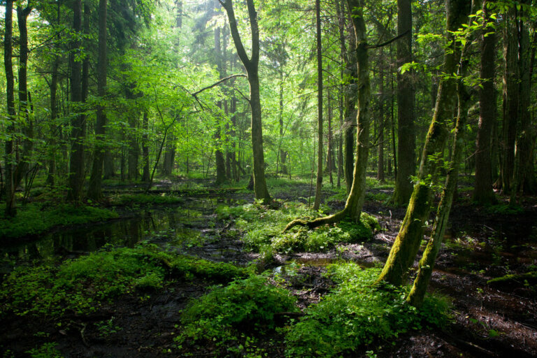 El bosque de Bialowieza: una sorprendente reserva natural