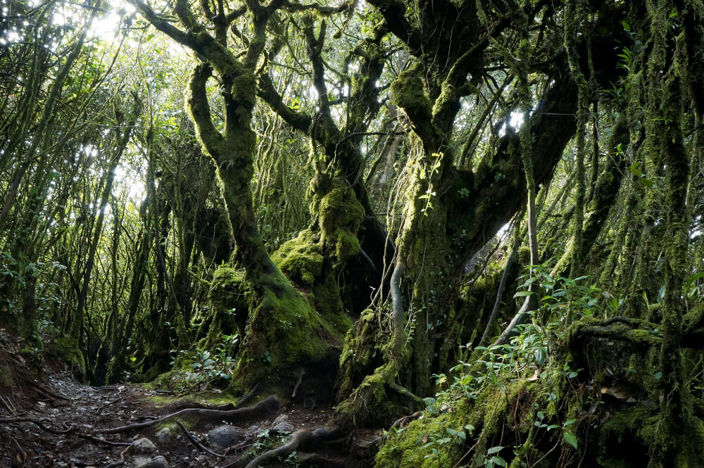 Paisaje de Mossy Forest