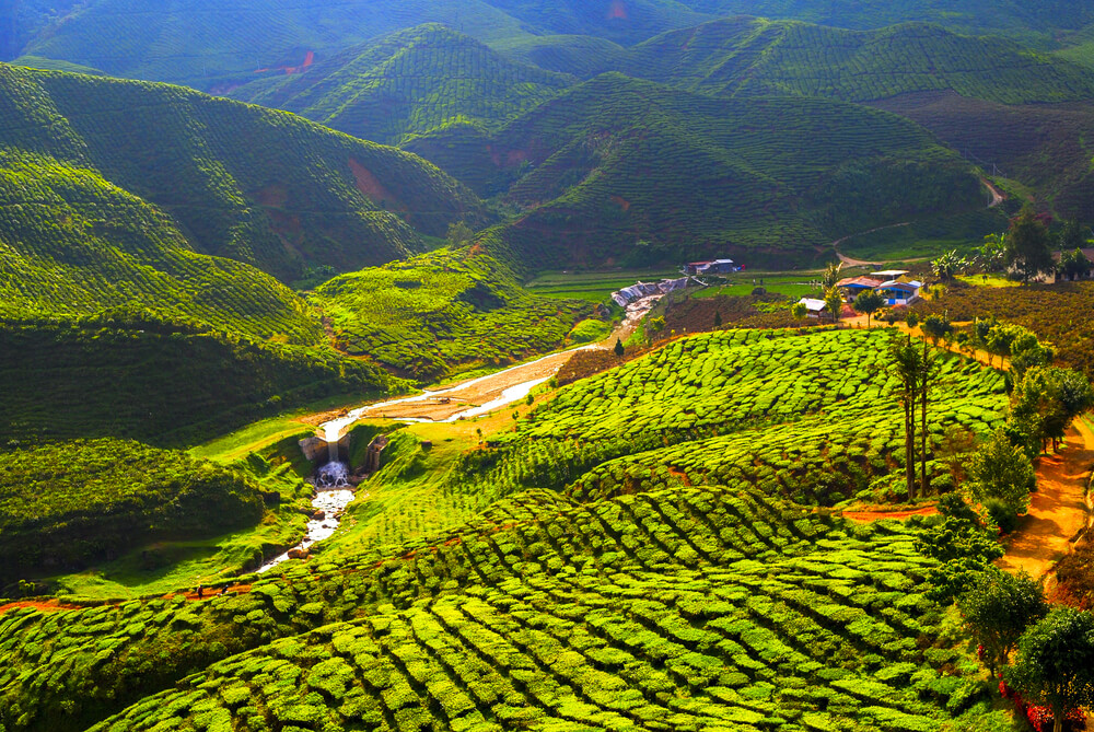Plantación de té en Cameron Highlands