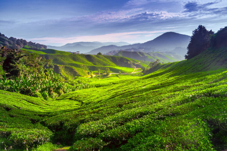 Cameron Highlands en Malasia y sus increíbles paisajes