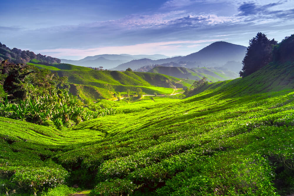 Cameron Highlands En Malasia Y Sus Incre Bles Paisajes Mi Viaje   Cameron Highlands 