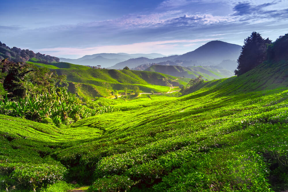 Paisaje de Cameron Highlands, entre lo mejor de Malasia