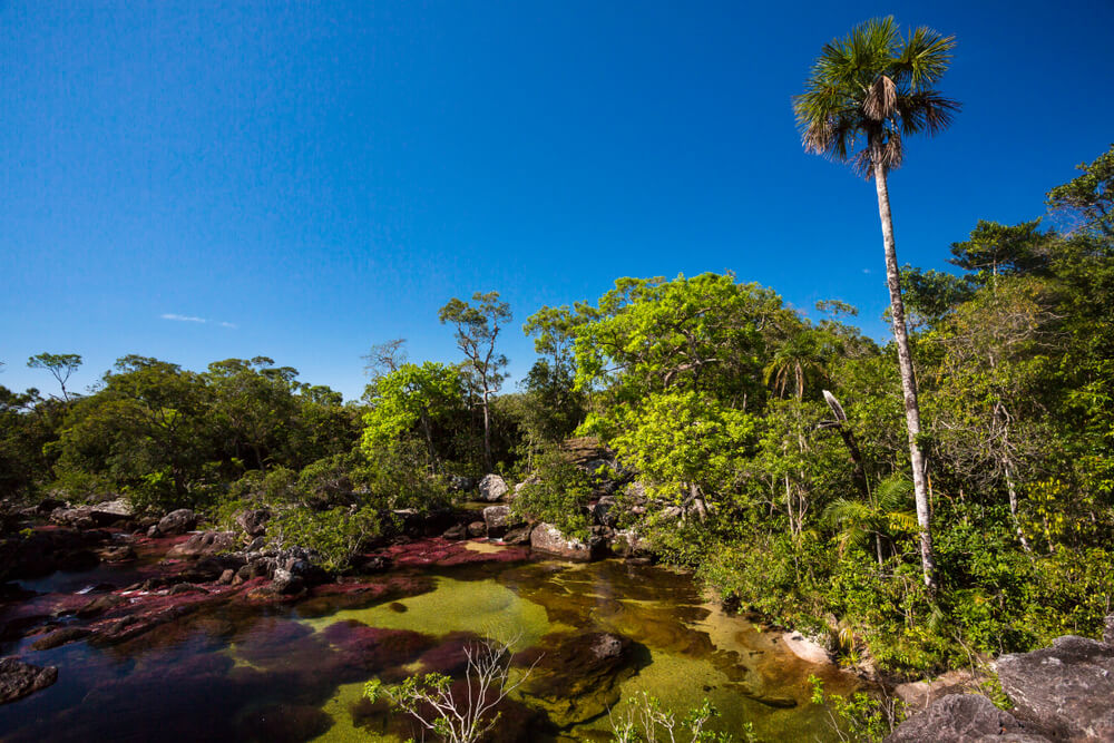 Vista de Caño Cristales