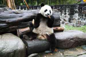 Centro de Conservación Panda en Dujiangyan.