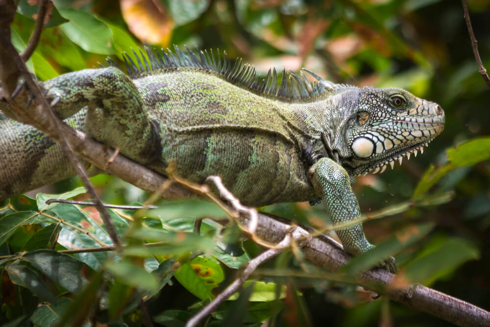 Iguana en Caño Cristales