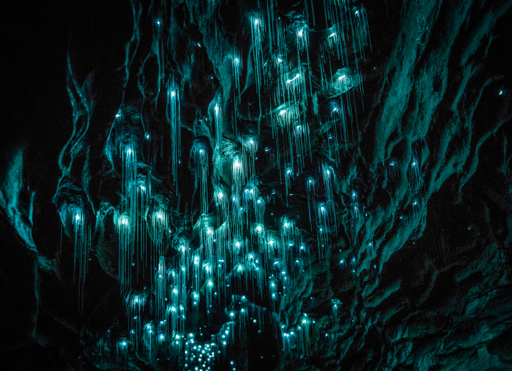 Gusanos bioluminiscentes en las Waitomo Caves