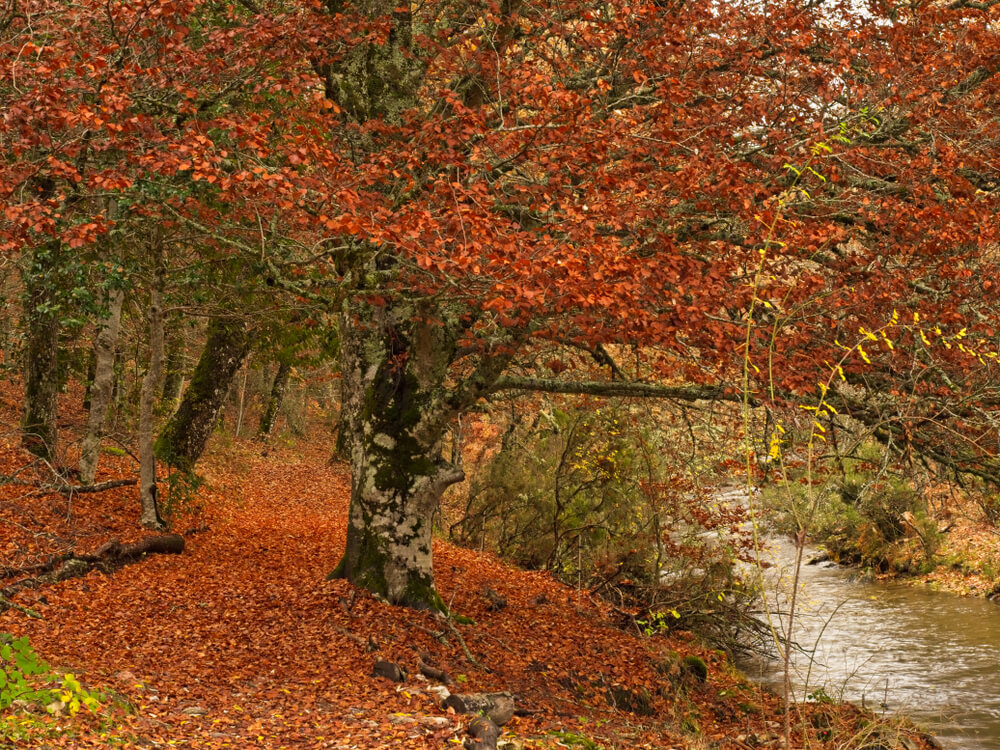 Hayedo de Montejo en otoño