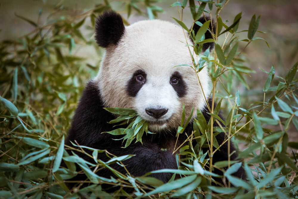Los mejores lugares de China para ver pandas